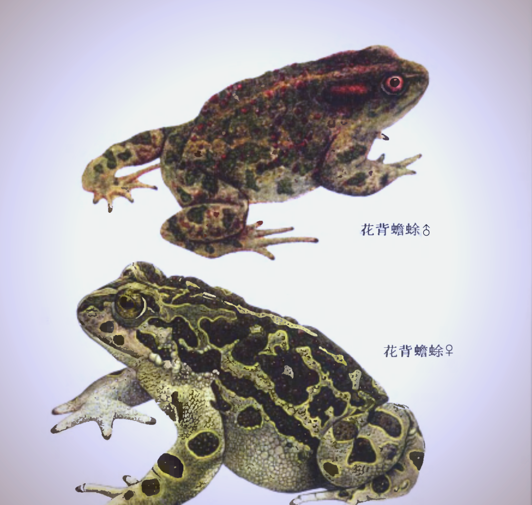 深入了解花背蟾蜍:一种广泛分布的生物资源