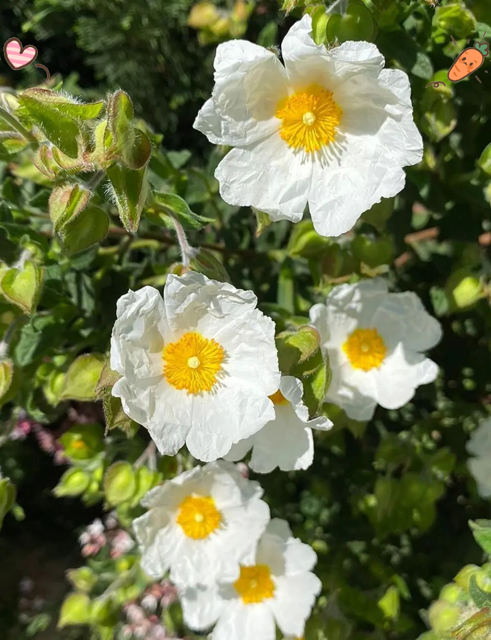 岩蔷薇养护全攻略:阳光,温度,水分与繁殖技巧