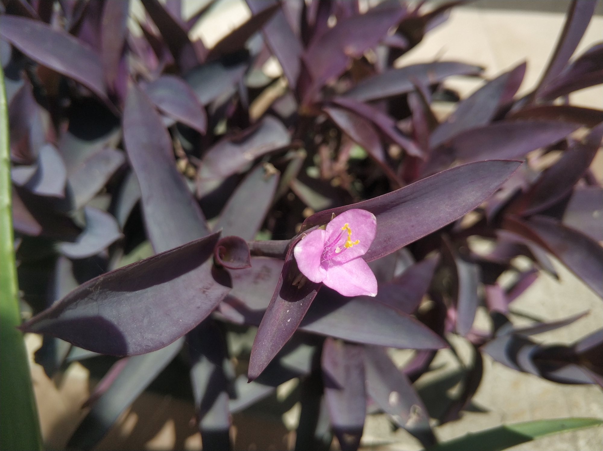 紫竹梅容易倒伏不要急,5招学会后,轻松搞定!