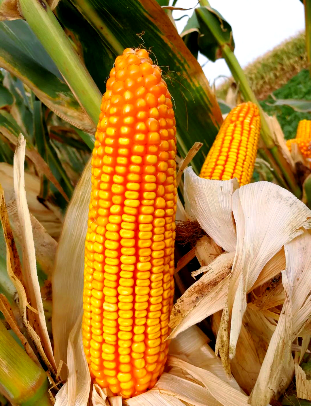 东北大区迪卡玉米品种概览