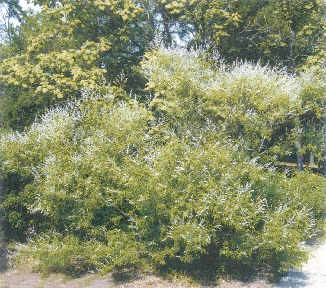 故乡的荆条:一种多功能的植物宝藏