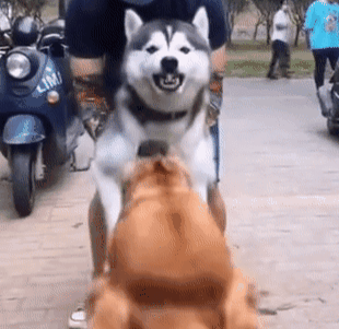 狗咬狗动图表情包图片
