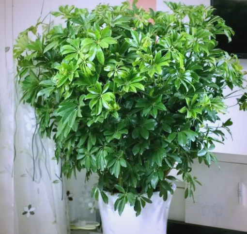 能净化空气的花卉的简单介绍 能净化氛围
的花草
的简单

先容
（可以净化空气的花草） 花卉