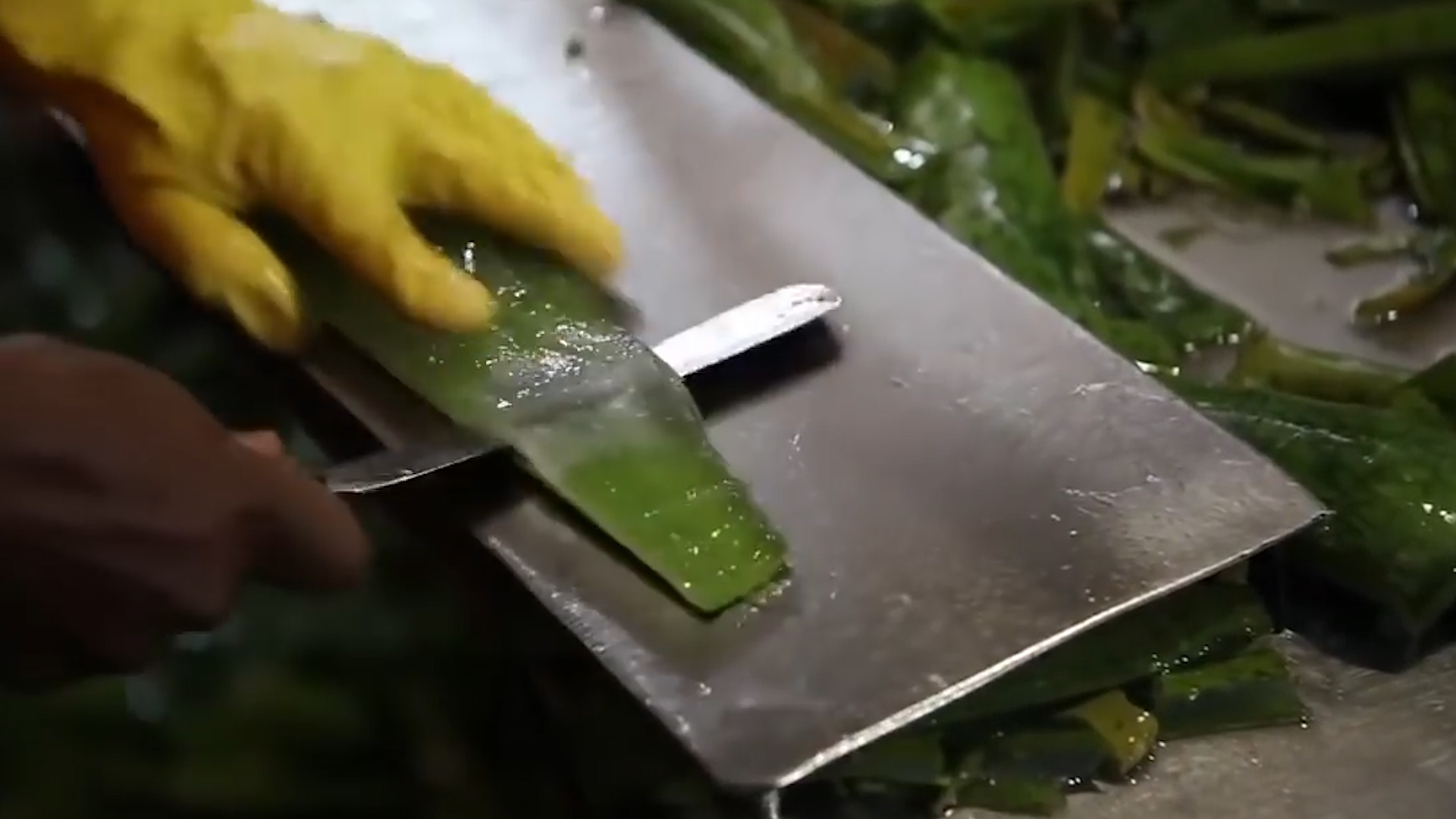 印度最大芦荟加工厂,去皮分拣只要10秒,年入百万,这技术我服了