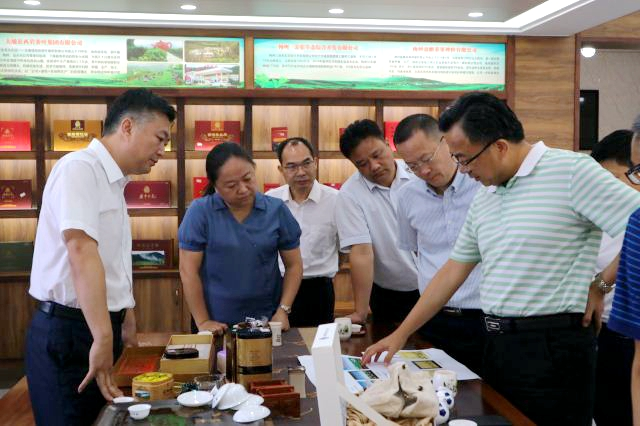 冯彤到大埔检查指导第三届广东茶叶产业大会筹备工作
