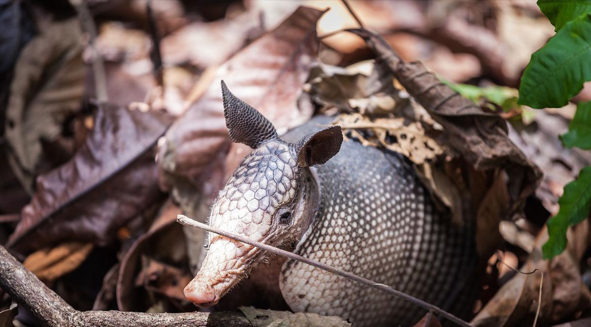 犰狳,巴西世界杯吉祥物,长相酷似穿山甲,同样遭人捕杀