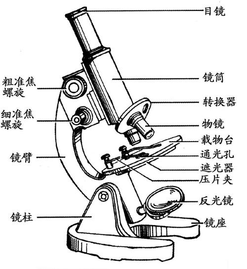 显微镜的结构 示意图图片
