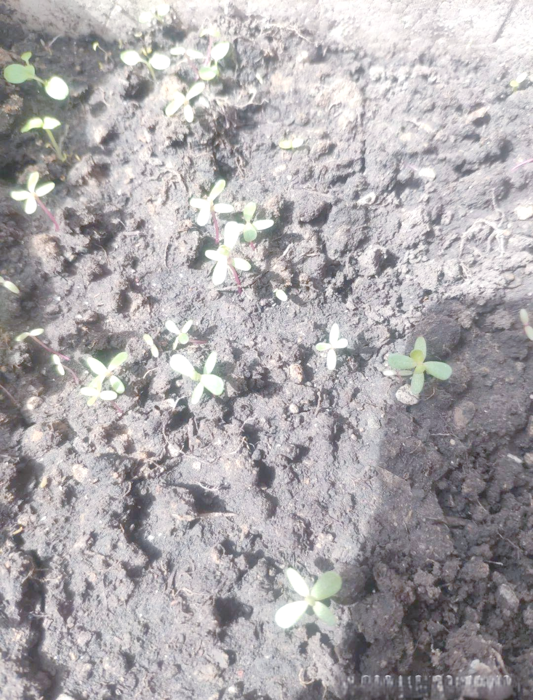 自然笔记:马齿苋种子的奇迹,展现生命的奋斗与辉煌