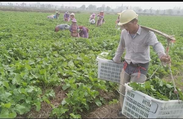 南縣廠窖鎮:小菜薹撐起致富大產業