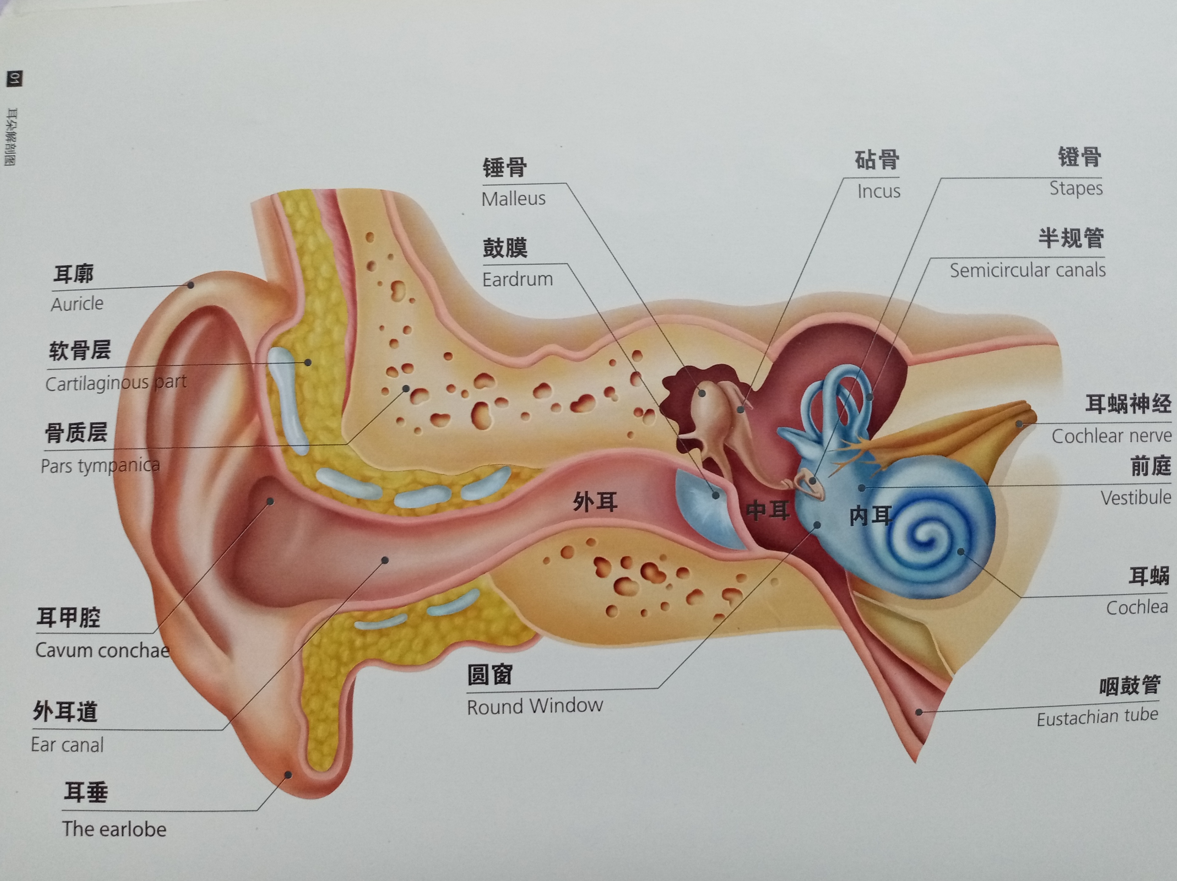 欧仕达助听器在天长哪里有专业验配中心店?