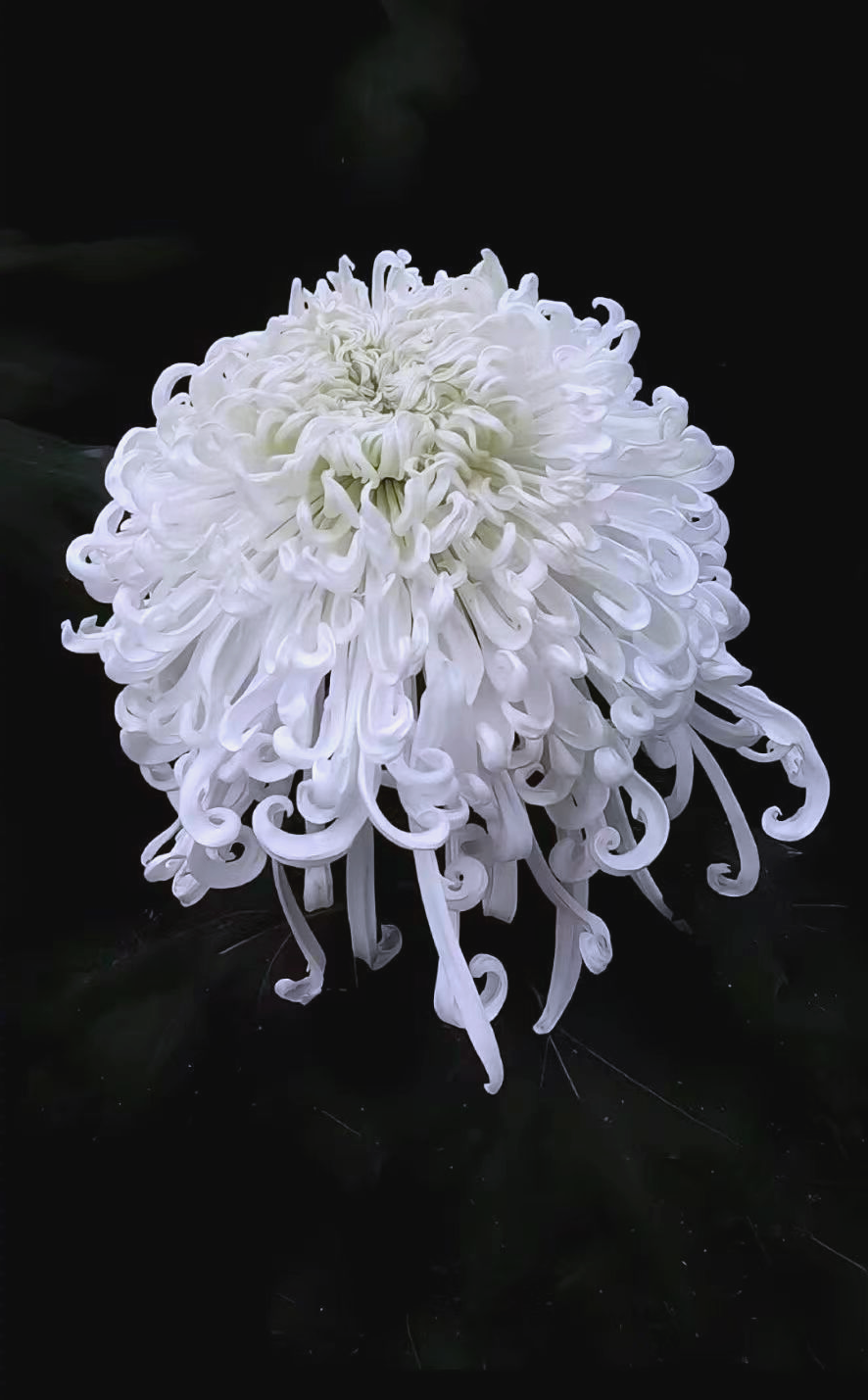 清明节菊花盛开,寄托无尽哀思与敬仰