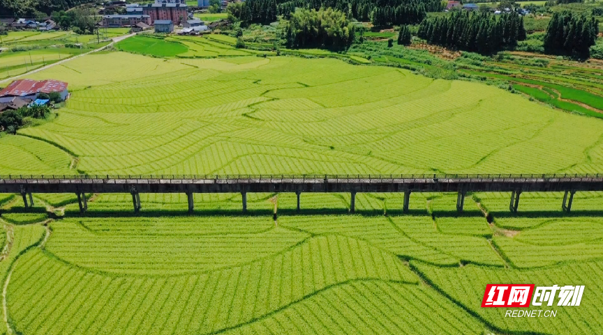 脱贫户蒋明良:杂交水稻制种带他走上了小康路