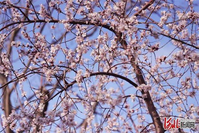 石家庄:春暖花开春意浓 踏青赏花正当时