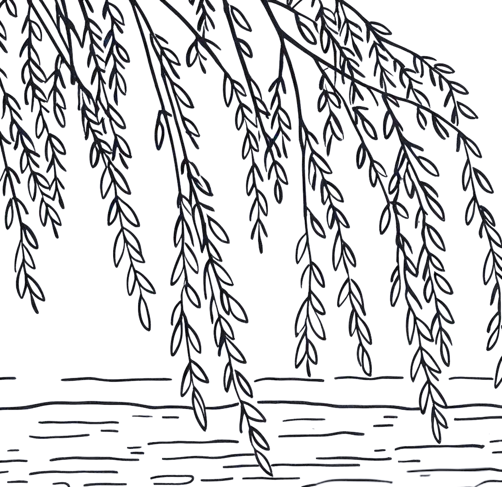 柳树线描绘画的技巧与练习方法