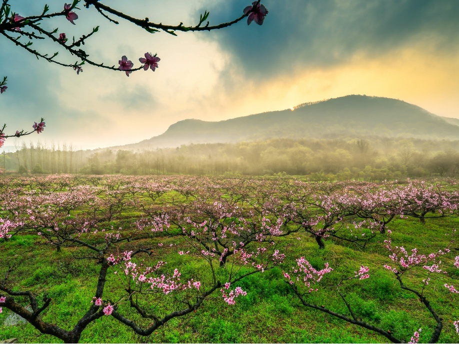 来南京浦口响堂村,桃花正开放
