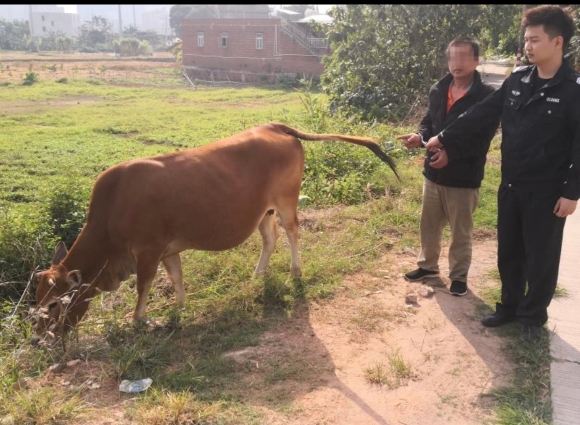 获救的母牛流泪!化州警方破一偷牛案,民警将母牛送还主人时
