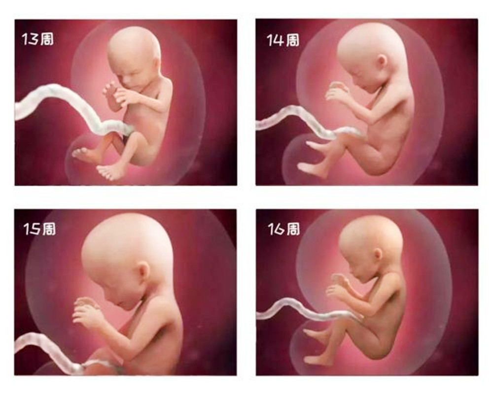 怀孕36天孩子多大图片图片