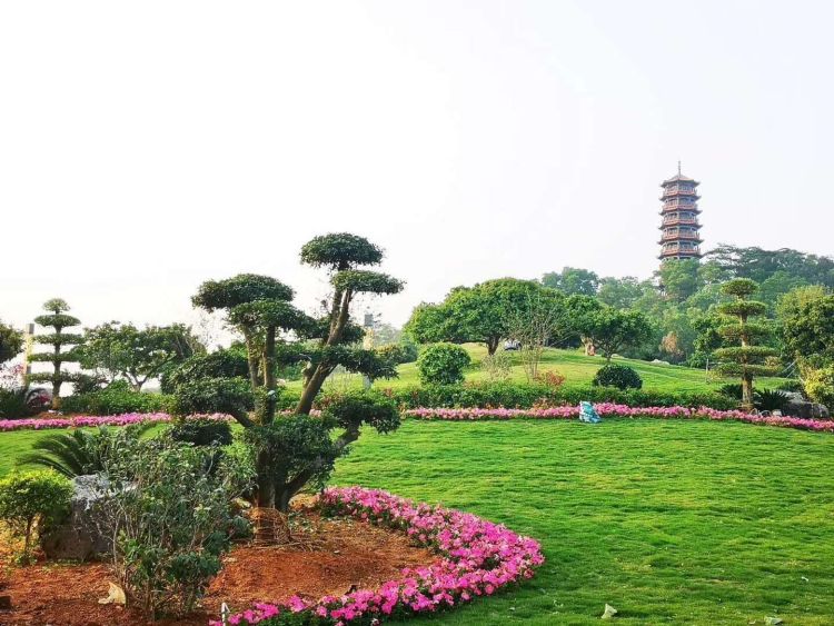 读创/深圳商报记者 刘芳 通讯员 彭翠玲 "国庆"期间,光明区公明街道