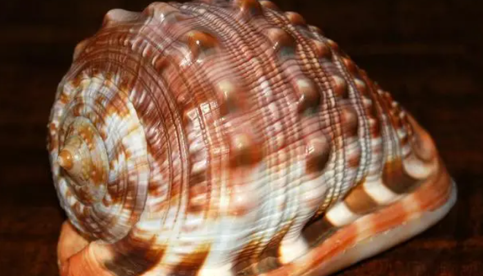 佩戴万宝螺的好处