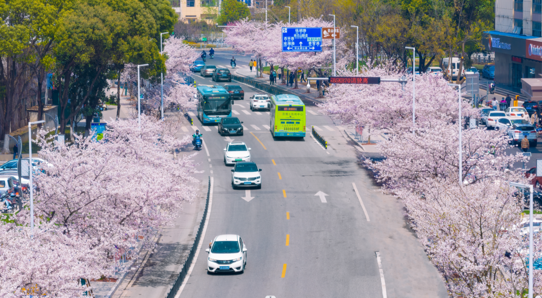 樱花绽放枝头时每逢三,四月份位于无锡蠡园经济开发区内独月路独月路