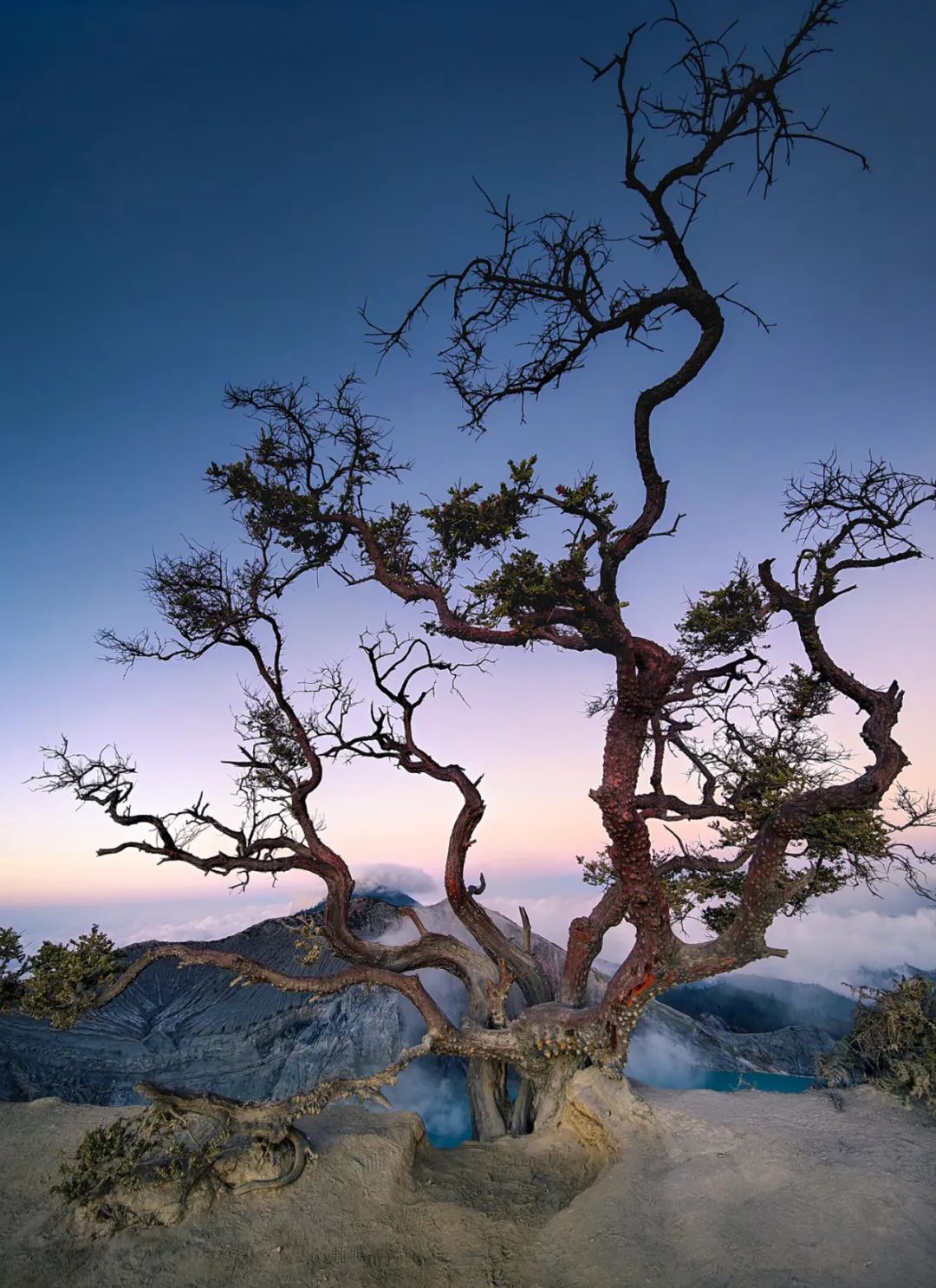 de djawatan forest)时,你会觉得自己身处在《指环王》中的法贡森林里