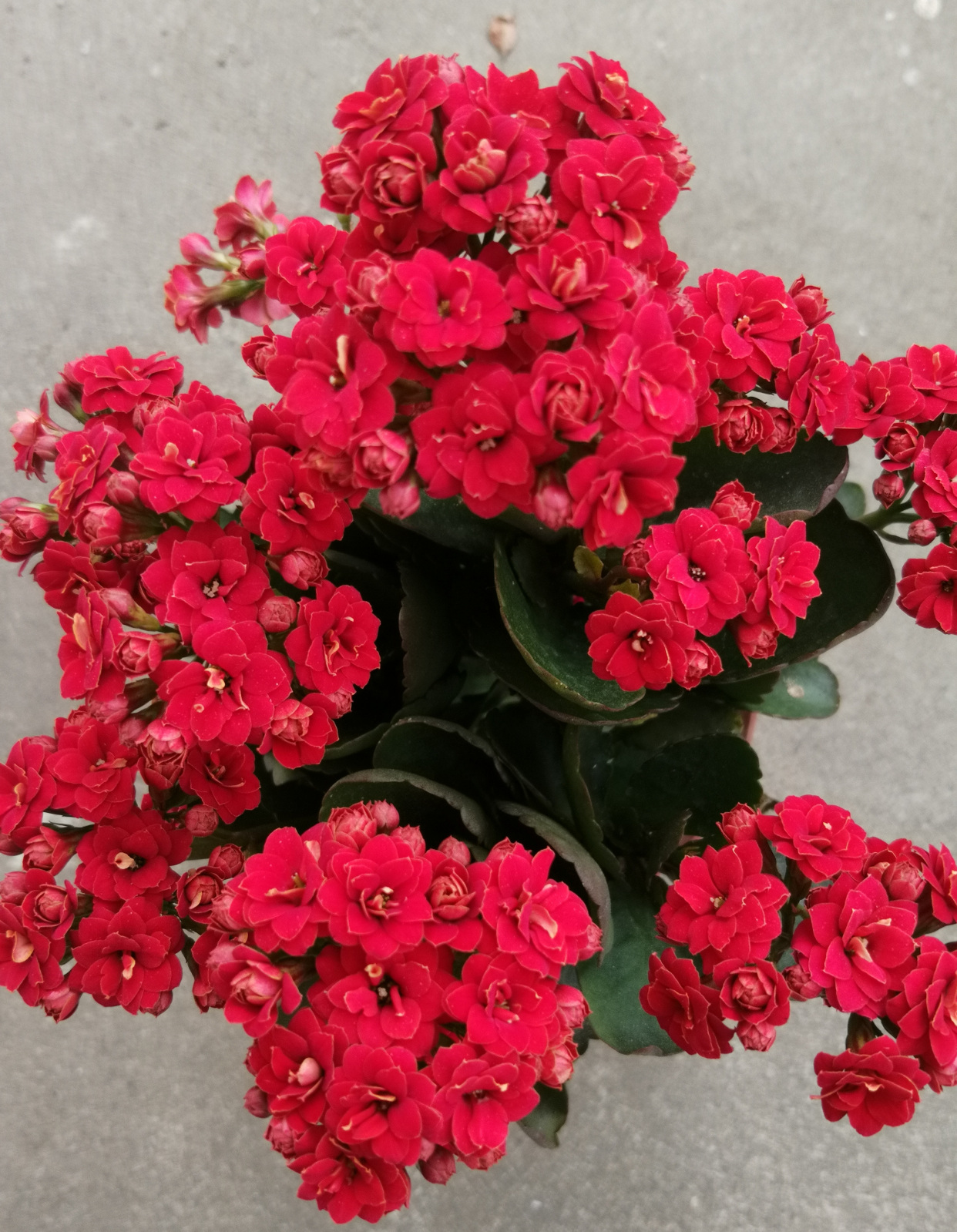 长寿花"红狐狸"—美丽又喜庆的盆栽花,阳台养一棵,三季有花看