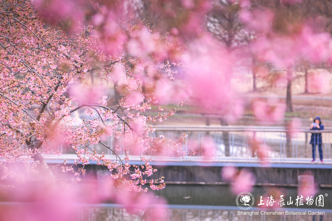 申城三月繁花似锦赏花路线来收藏