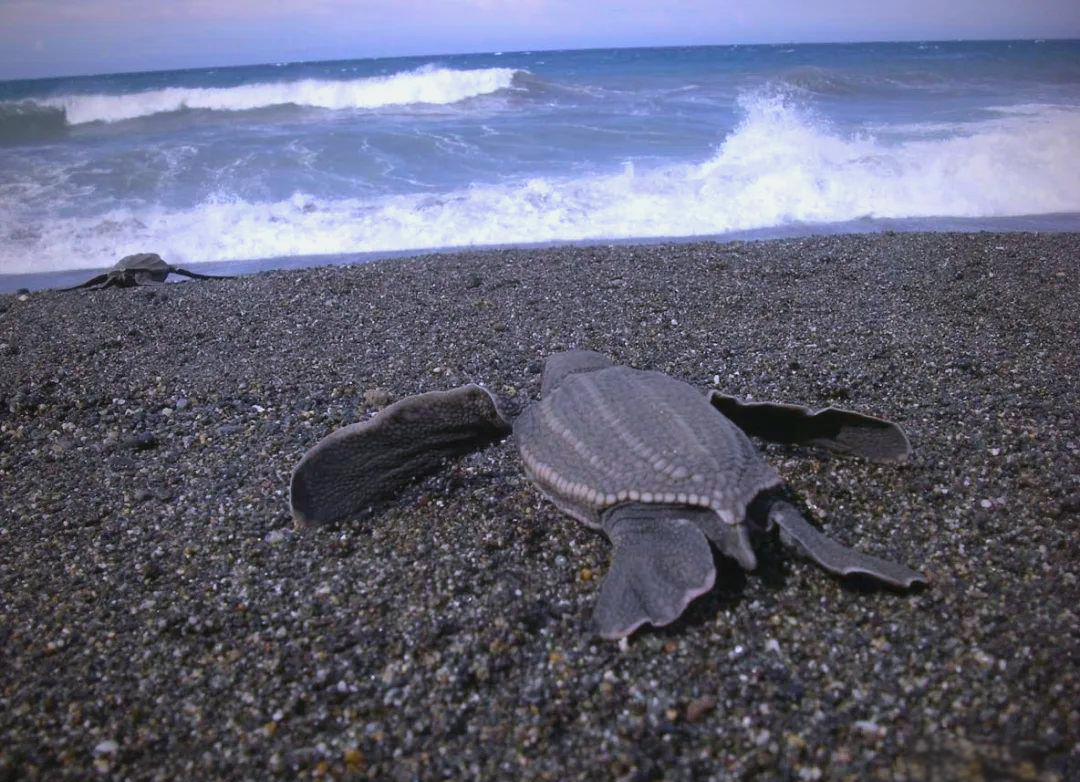 探索印度洋中的神秘海龟
