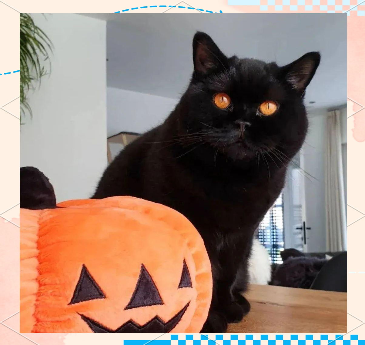 揭秘纯黑色英国短毛猫的独特魅力和长寿秘诀