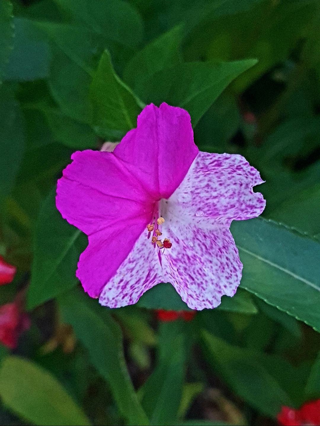 盆栽紫茉莉,你知道这些养护禁忌吗?