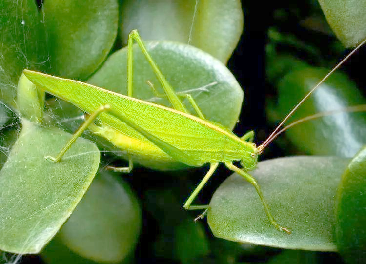 深入了解纺织娘:一种昆虫中的佼佼者