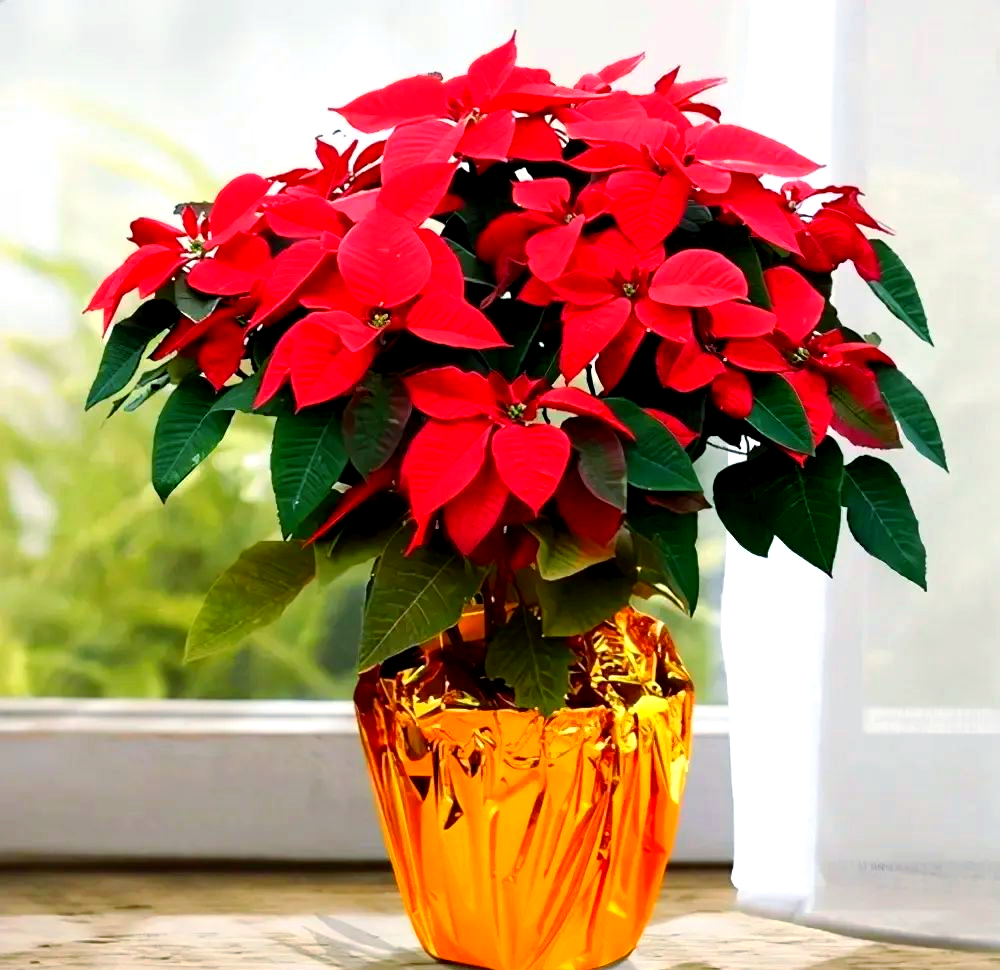 一品红叶子不红?原来是这些因素在 "捣乱"