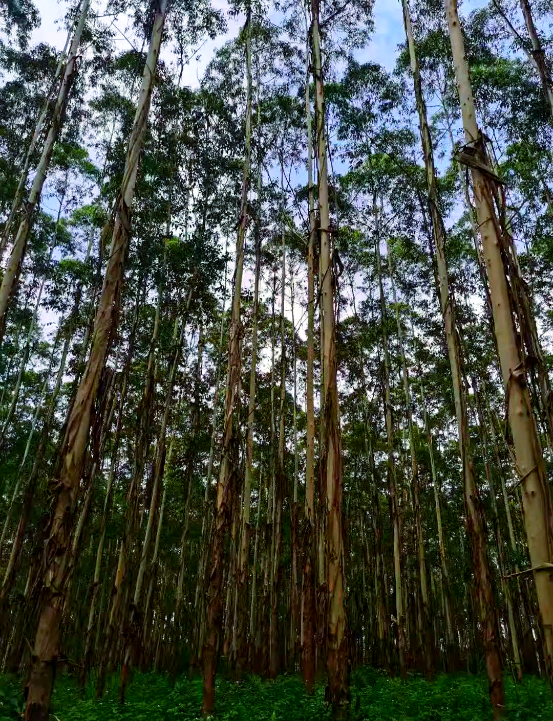 东门28号桉树苗的种植注意事项与应用前景