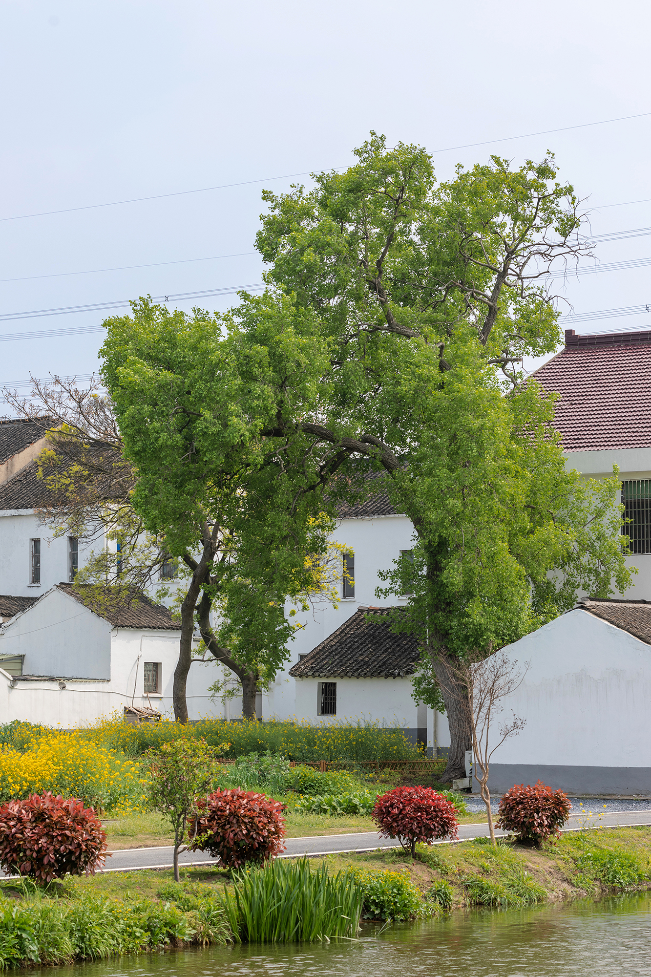 石桥村:旧村换新貌,村民露笑颜