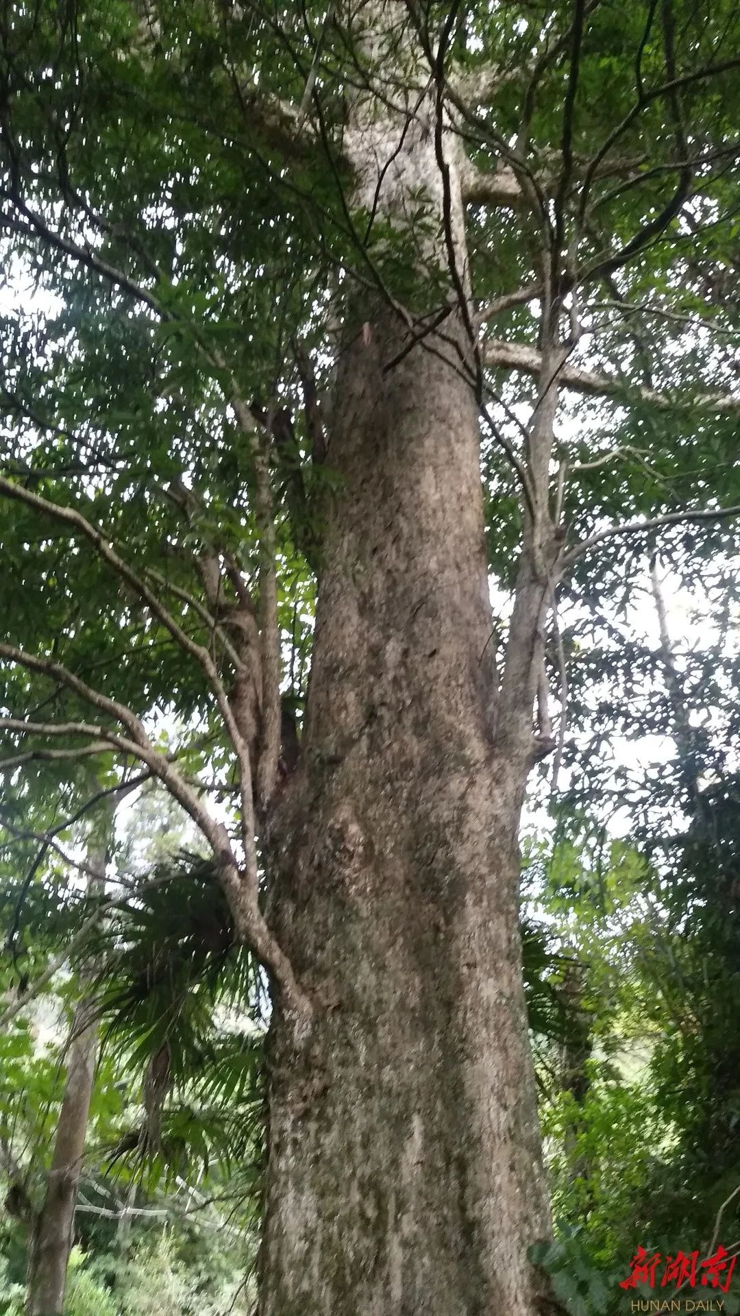 3米野生"皇帝木"