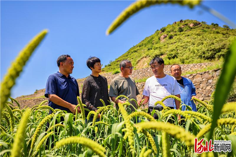 首创技术让栗谷立体套种"鱼和熊掌兼得"