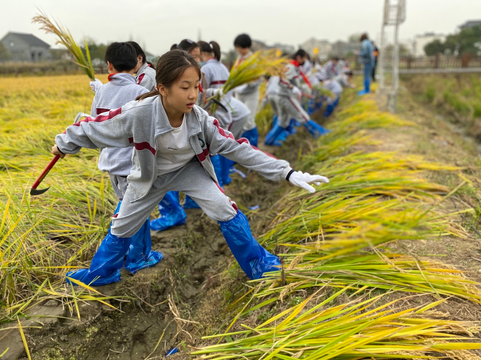 凤凰小学:开展"学在田园 乐在实践"研学活动