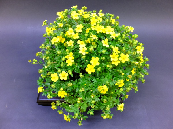 拉萨市的市花——金露梅