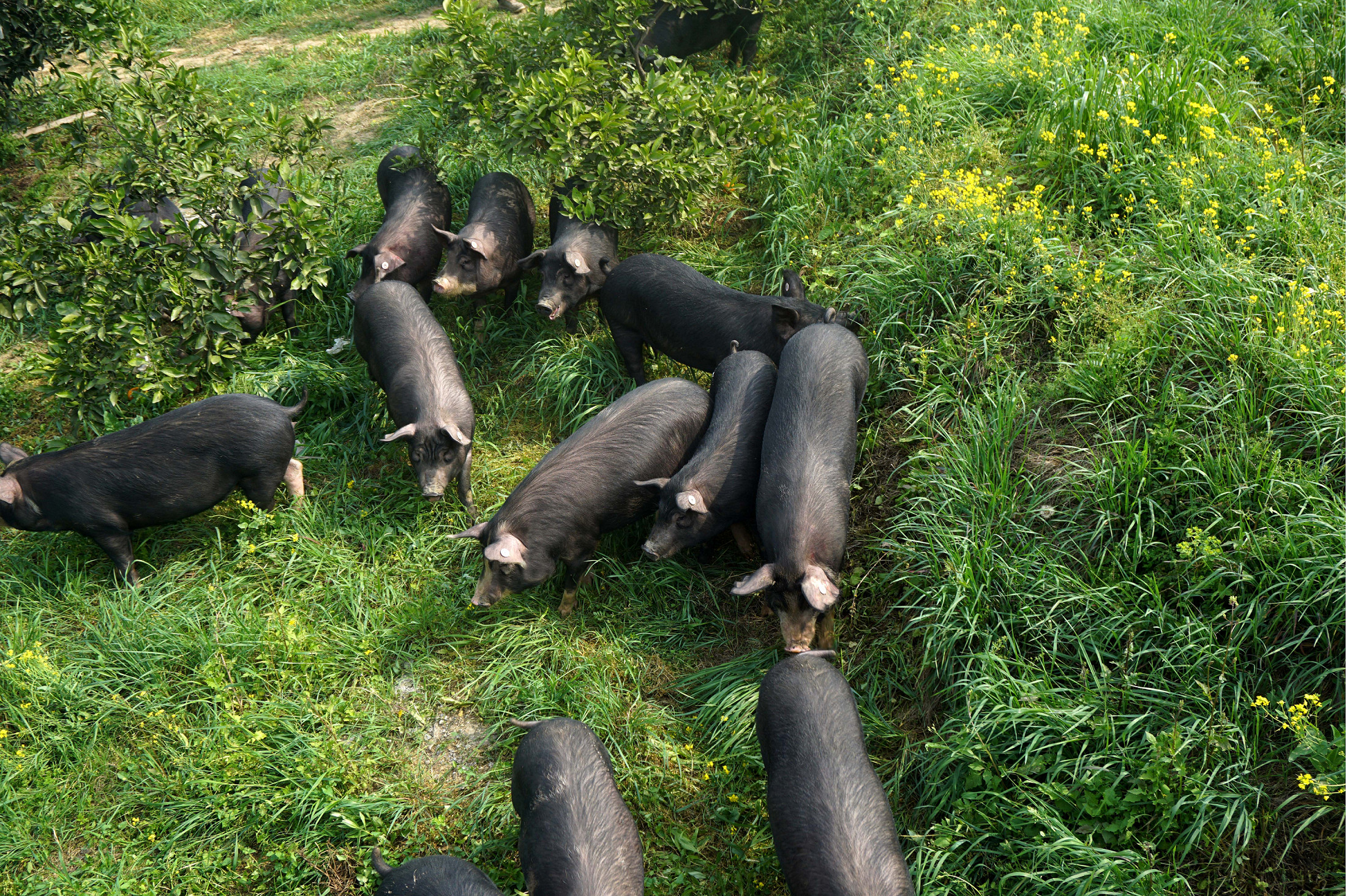 高金食品与京东达成战略合作,强强联手共创中国黑猪产业新篇章