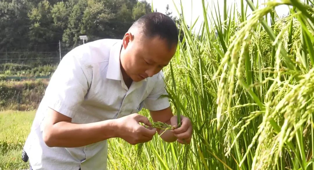 巨人稻照片图片