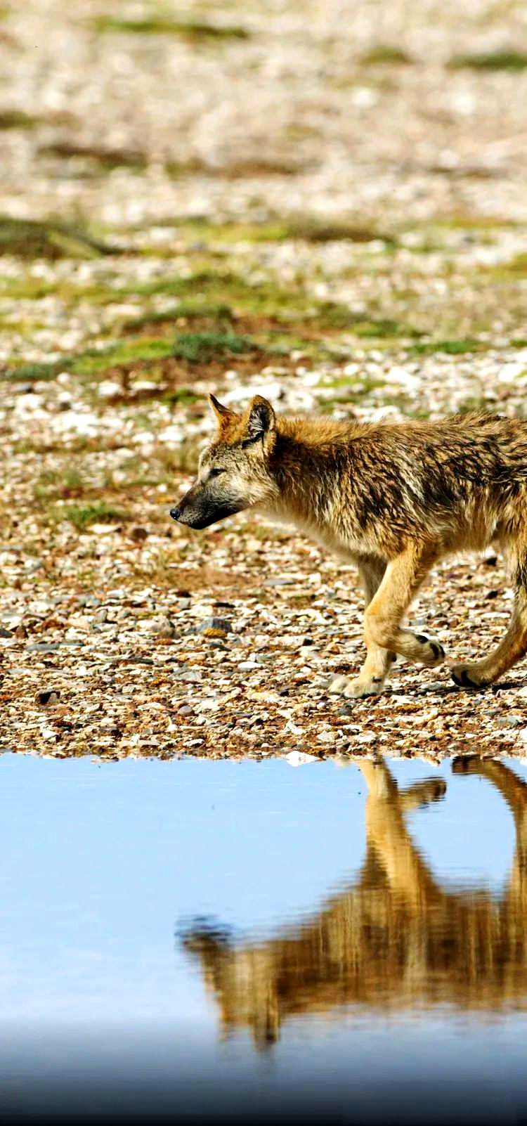 国家二级保护动物