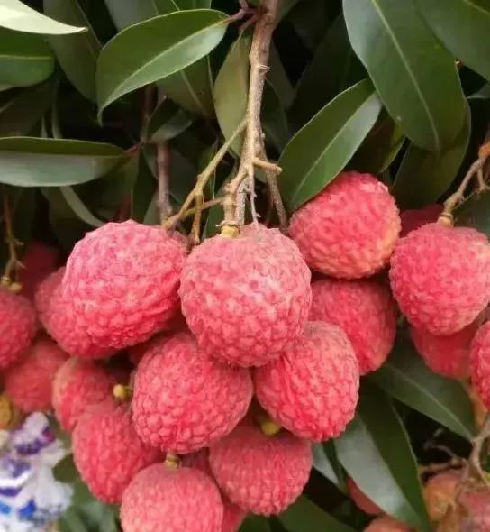 广西苍梧县沙头镇迟熟荔枝已开始成熟上市