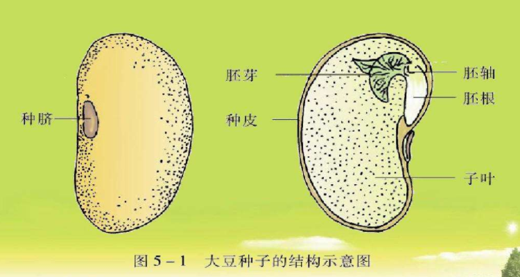 植物种子的结构示意图图片