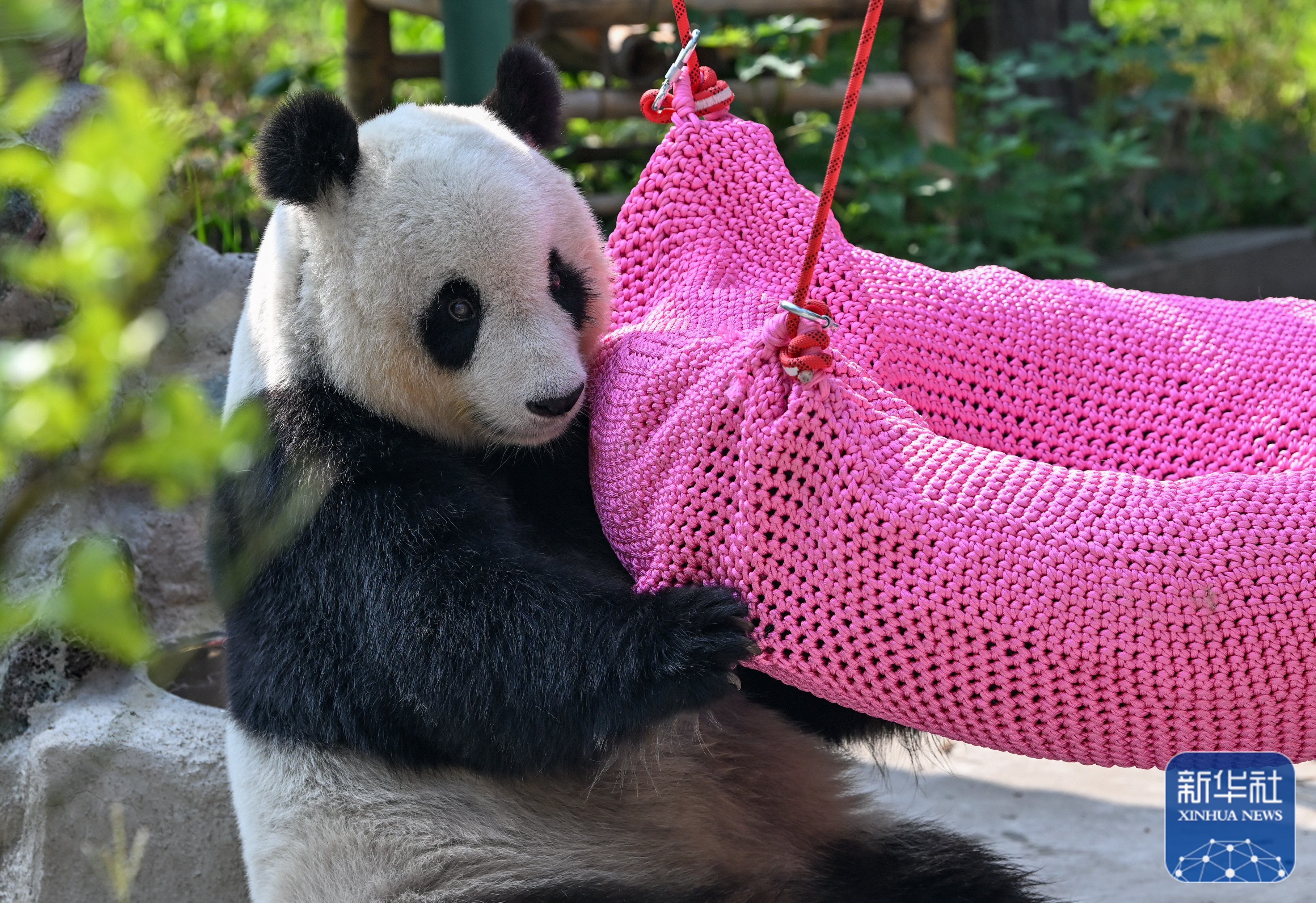 大熊猫"喜乐"迎来10岁生日