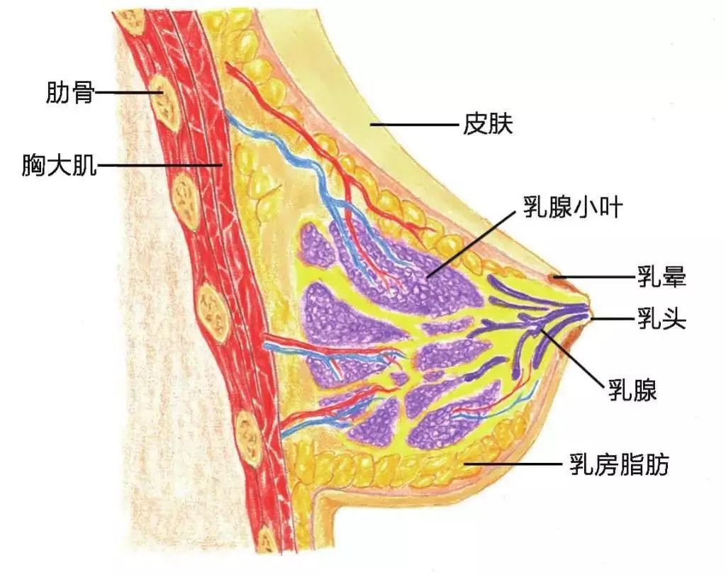 女性胸腺图片