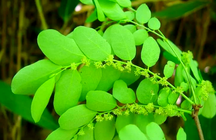 药材,它能够平肝清热,利水解毒,对于多种疾病如肠炎,痢疾,传染性肝炎