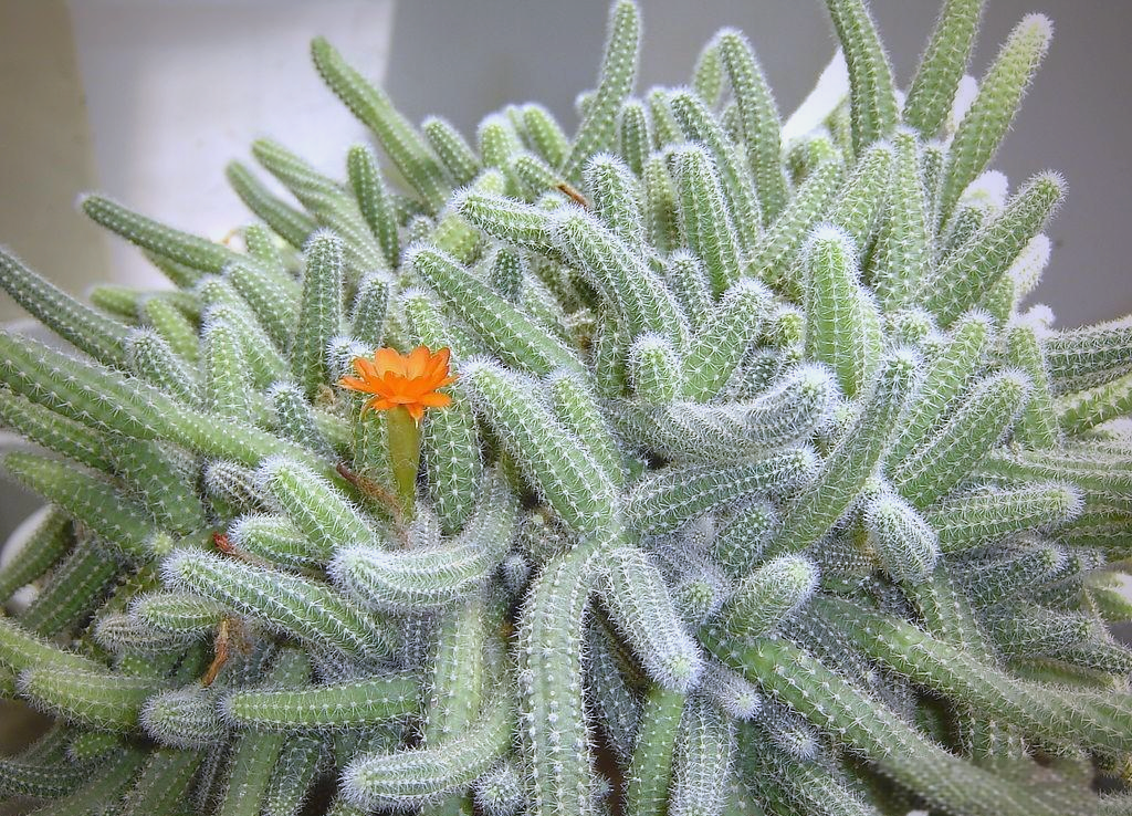 白檀仙人掌:一种生长适性强健的植物