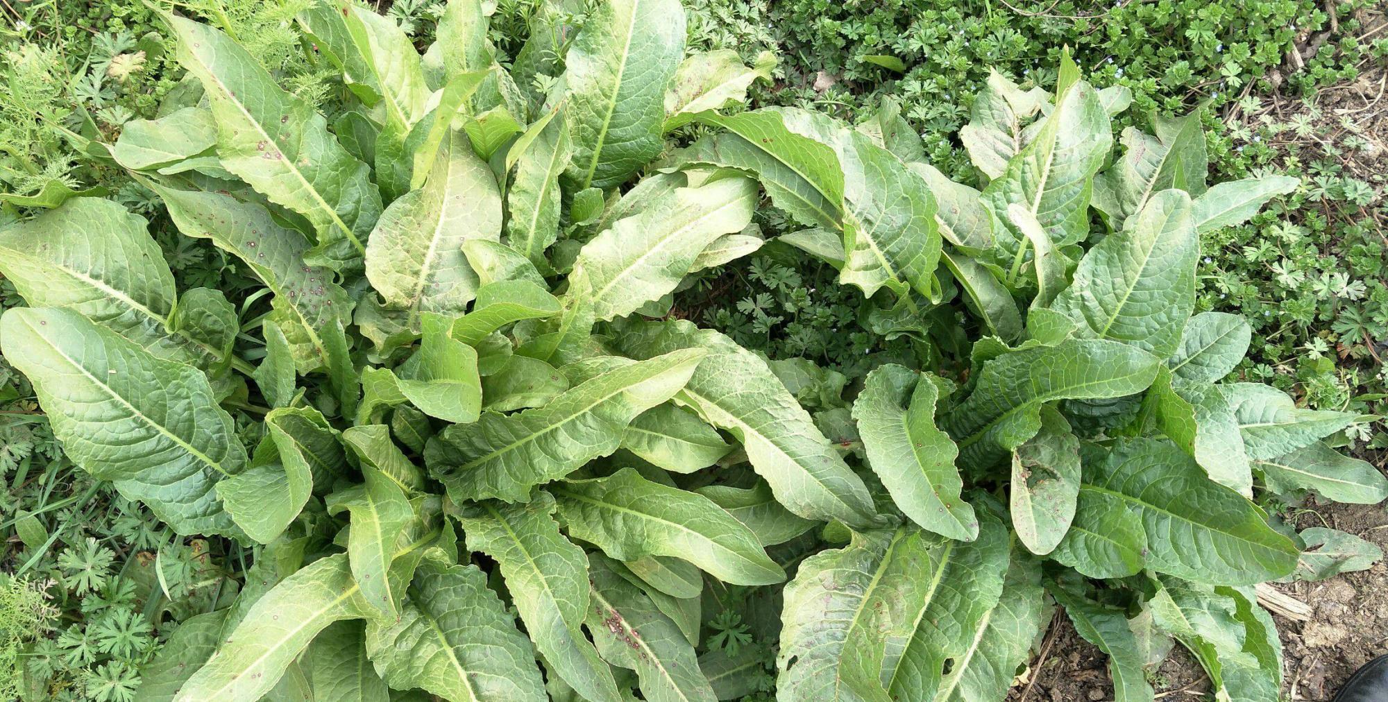 根茎含"黄金"?羊蹄叶子曾被见到就铲除,如今在城里很受欢迎