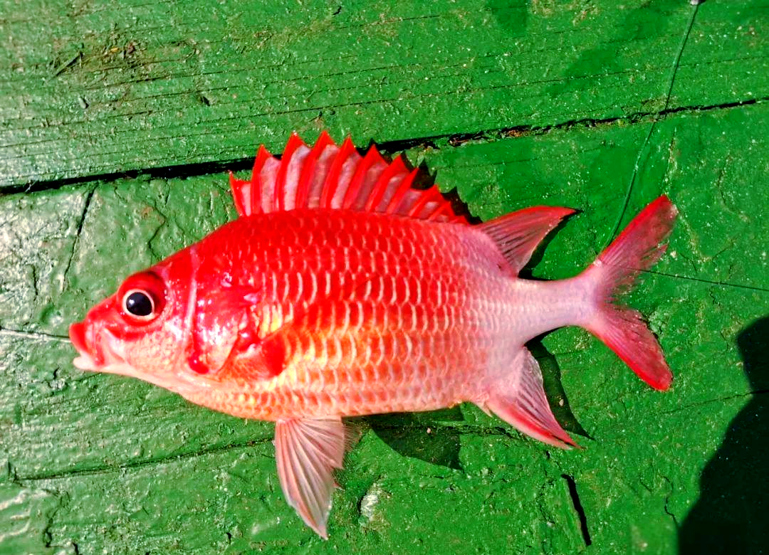 西沙深海鱼种类详解:稀有鱼种揭开面纱