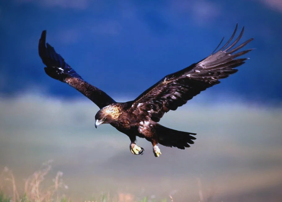 雄鹰:蓝天之王者,象征智慧与力量